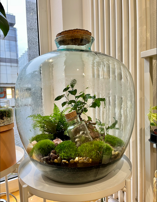So pflegst du ein Terrarium