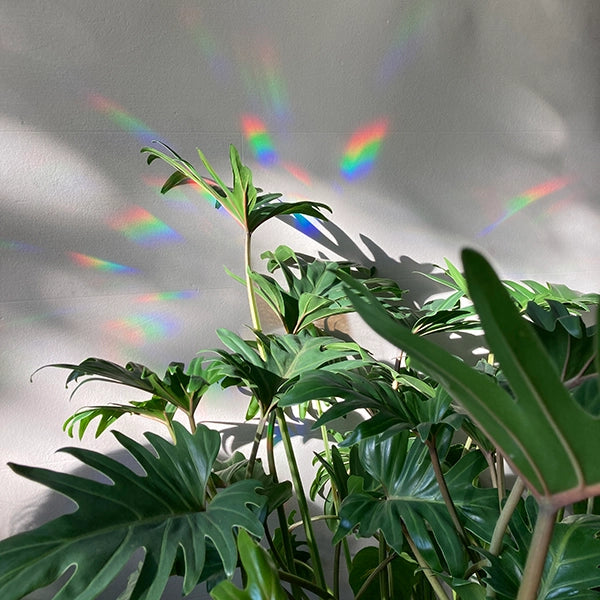 Rainbow Maker Fenstersticker | kreiere überall Regenbögen