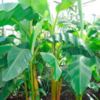 Ausgewachsene Bananenpflanze