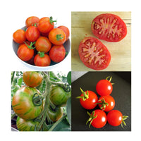 Besondere alte Tomatensorten | Samen-Geschenkset