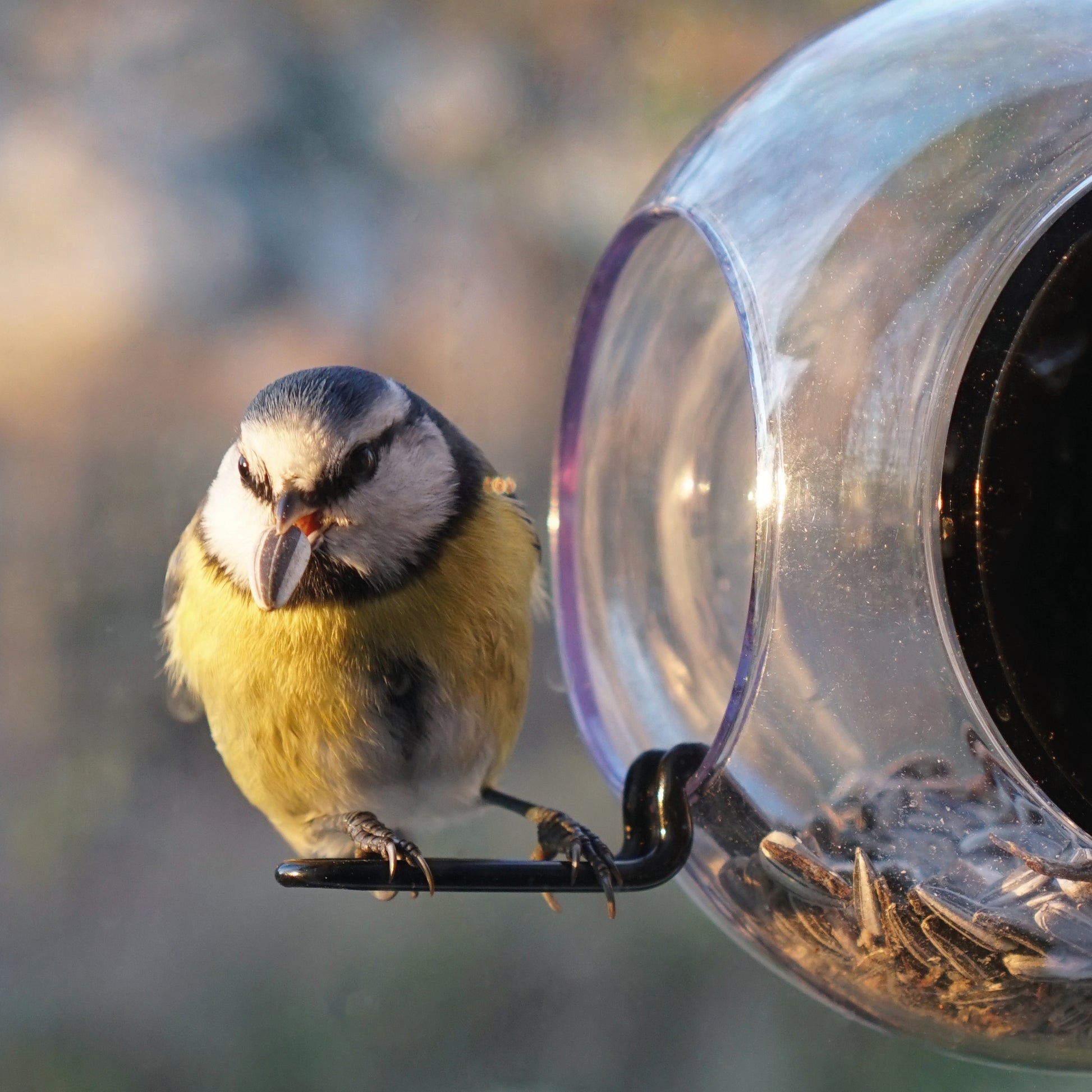 Birdfeeder mit Vogel