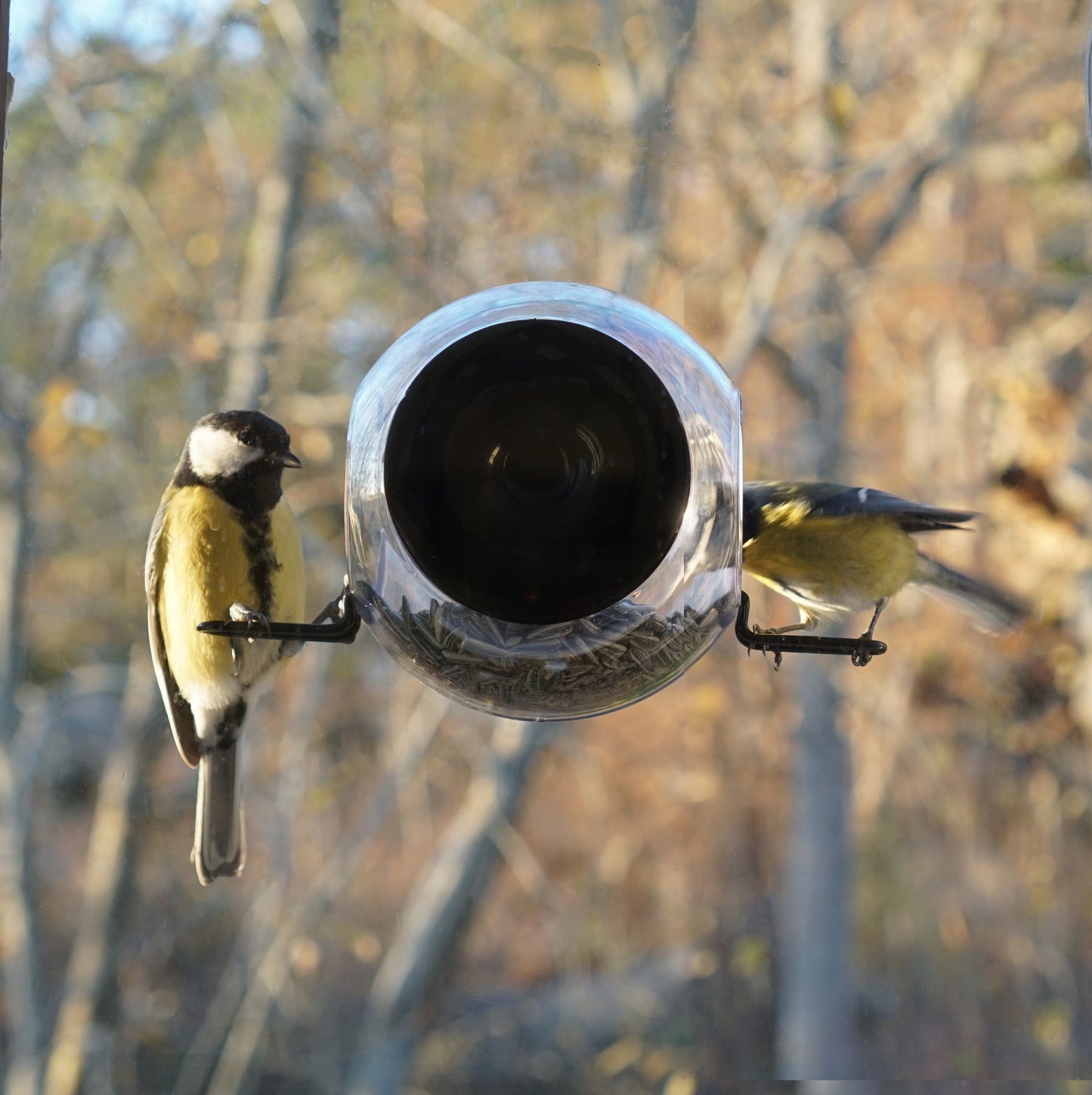 birdfeeder mit gelbmeise