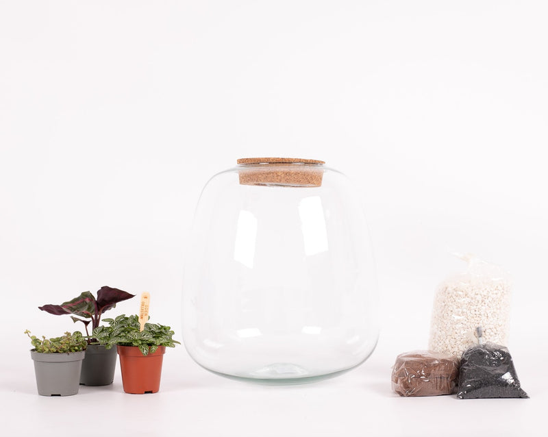 DIY Komplettset Pflanz-Terrarium mit drei Pflanzen und Erde. Korkdeckel mit integriertem Licht