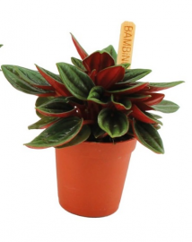 Peperomia Rossa (Pfefferpflanze)