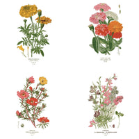Klappkarten mit botanischen Illustrationen | 4er Set