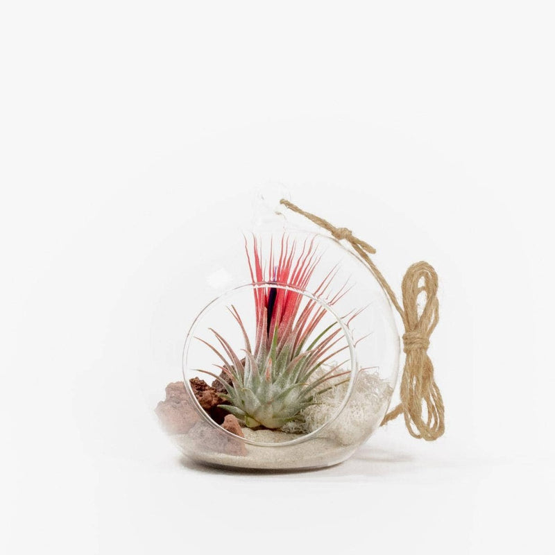 Mini Terrarium mit Luftpflanze zum aufhängen