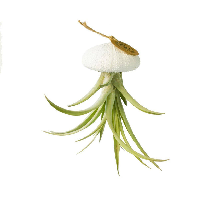 Tillandsia Capitata | Luftpflanze hängend in Seeigel weiß