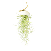 Tillandsia Usneoides, eine Luftpflanze, hängend in einer weißen Seeigelschale