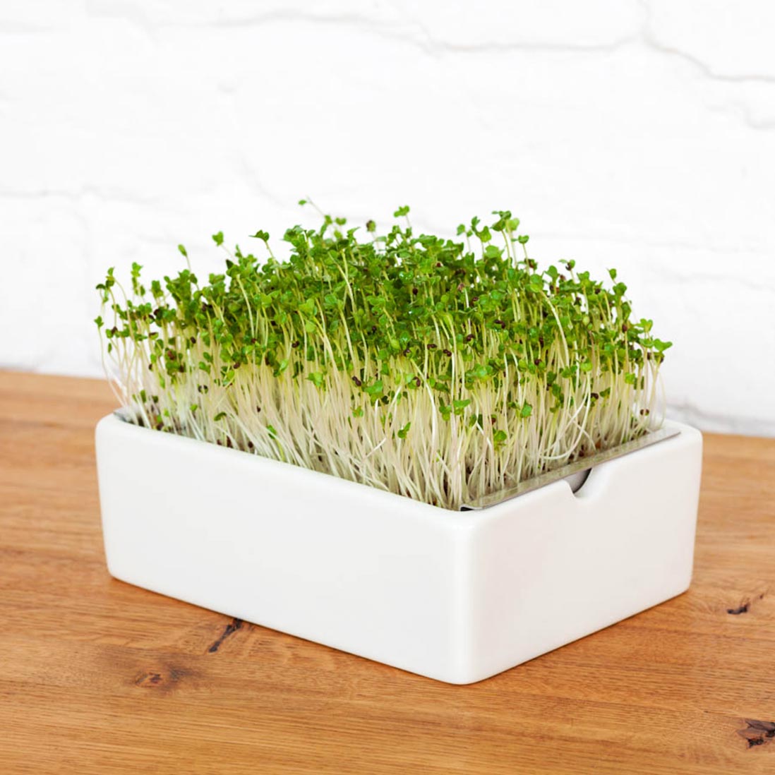 Microgreens Bio-Saatpads | versch. Sorten