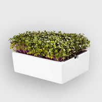 Microgreens Bio-Saatpads | versch. Sorten