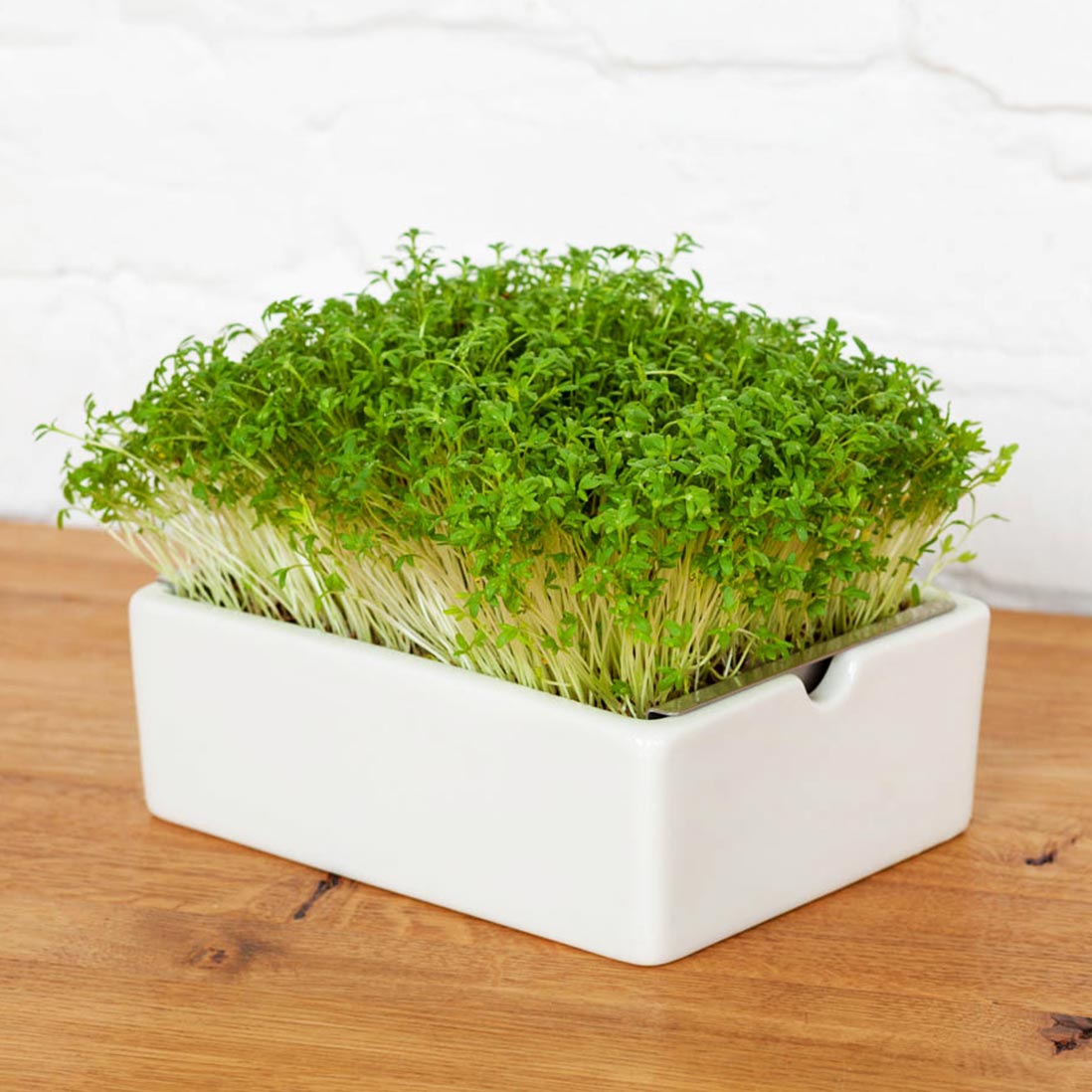 Microgreens Bio-Saatpads | versch. Sorten