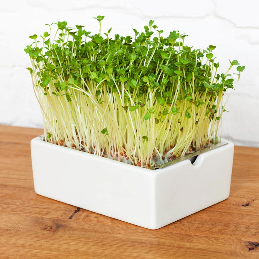 Microgreens Bio-Saatpads | versch. Sorten