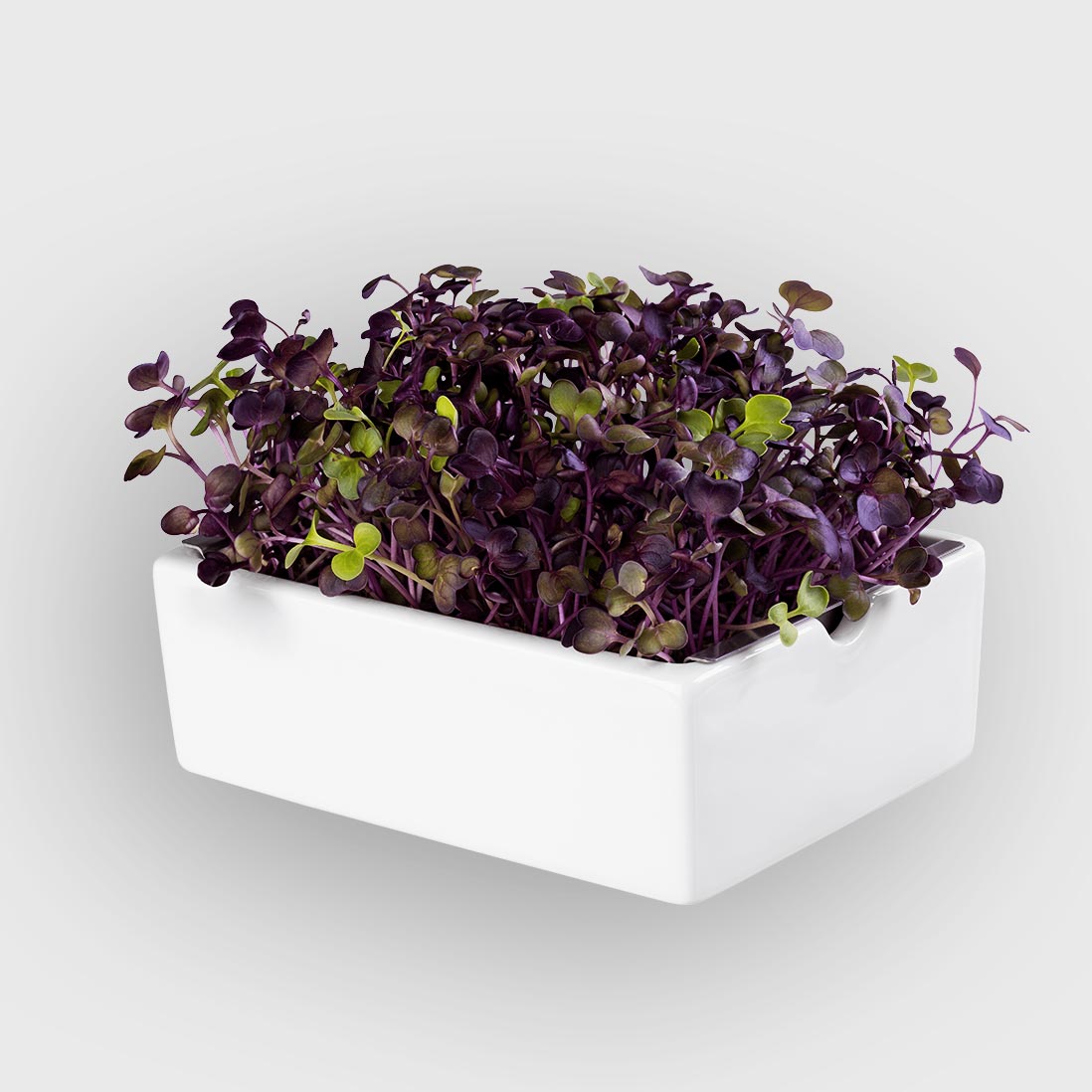 Microgreens Bio-Saatpads | versch. Sorten