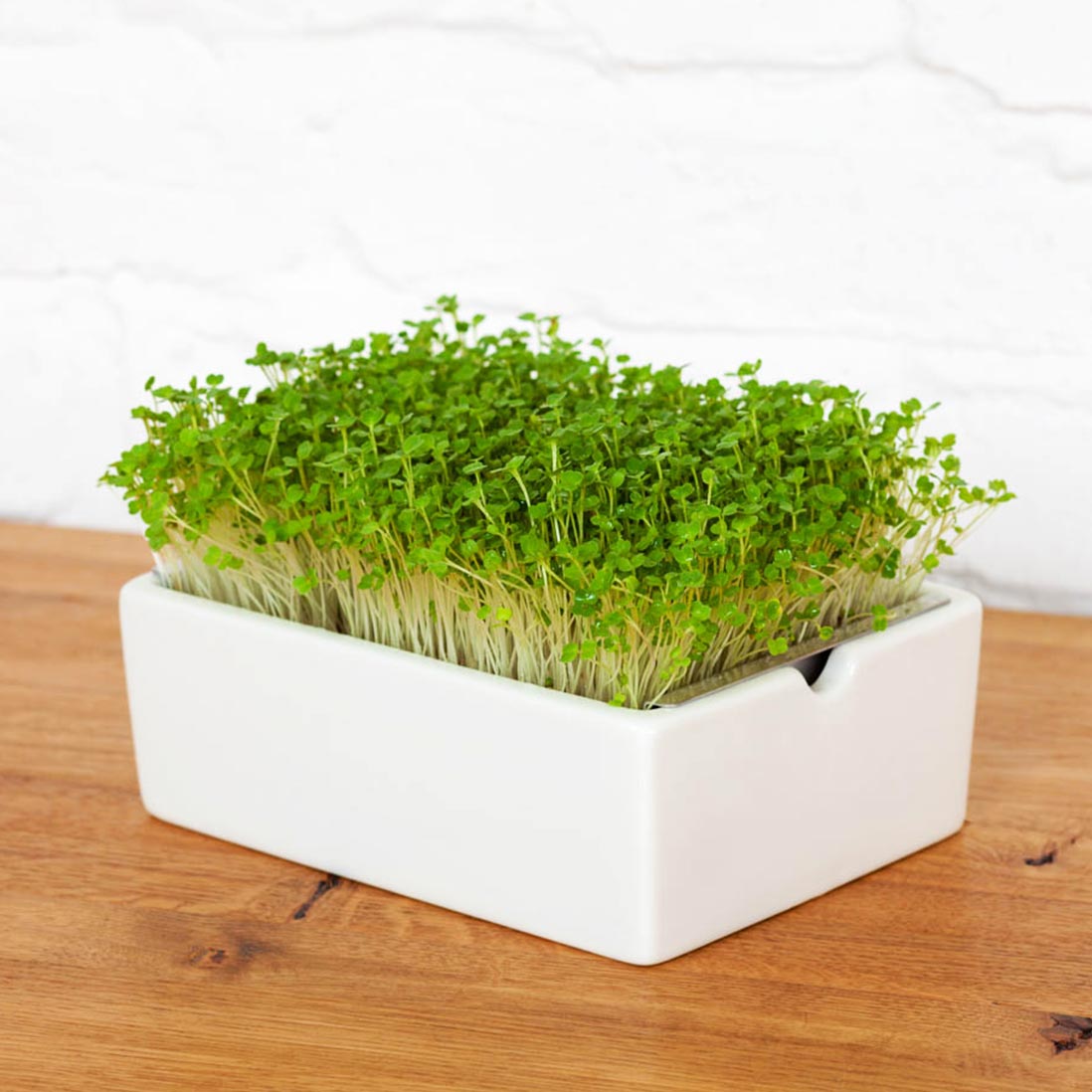 Microgreens Bio-Saatpads | versch. Sorten