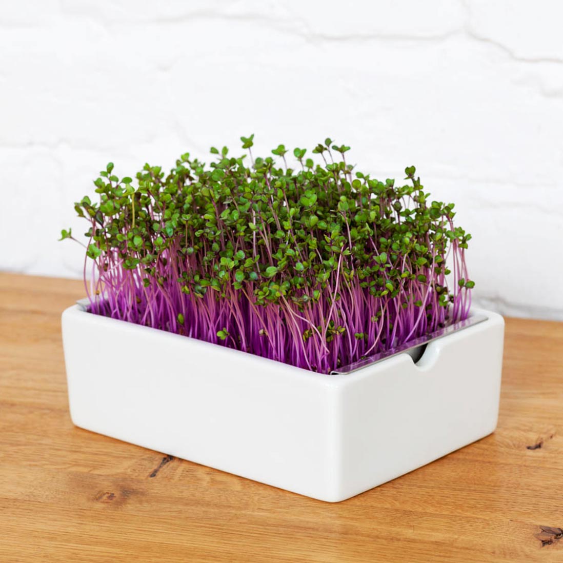 Microgreens Bio-Saatpads | versch. Sorten