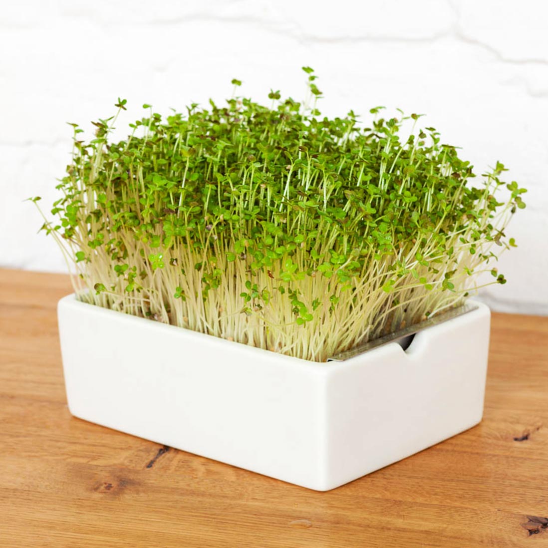 Microgreens Bio-Saatpads | versch. Sorten