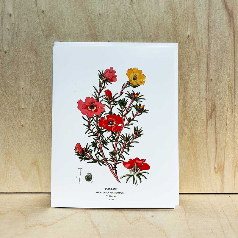 Klappkarte mit botanischen Illustrationen und Umschlag