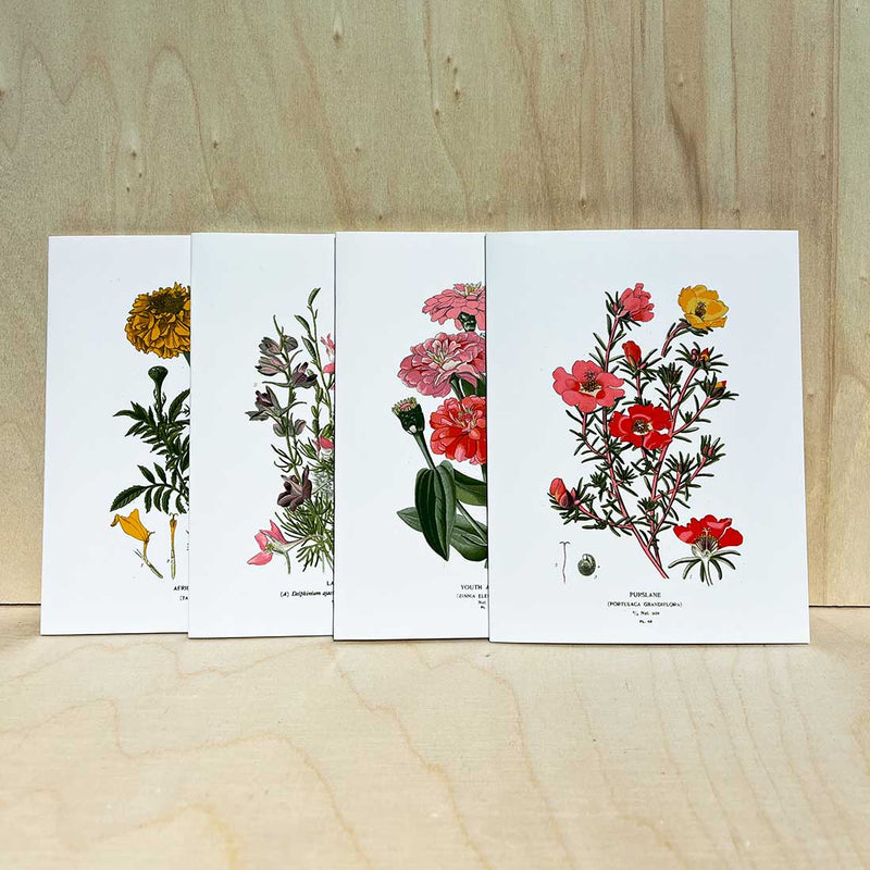 4er-Klappkarten Set mit botanischen Illustrationen