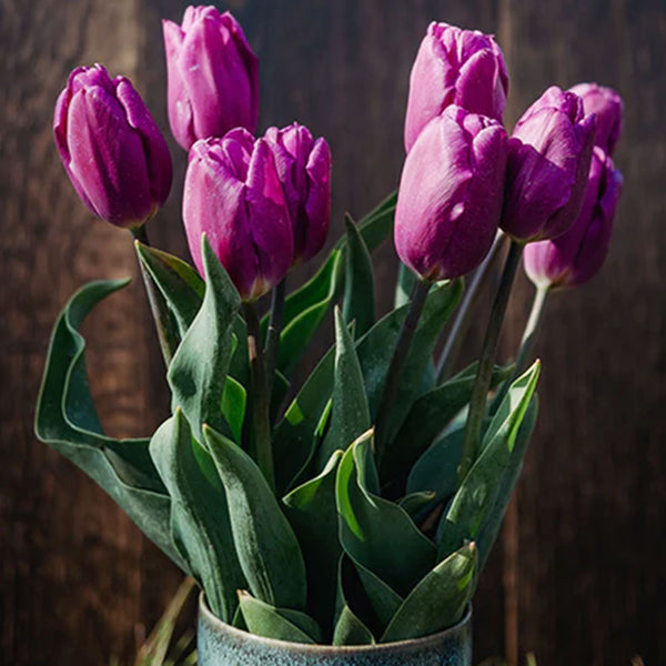 Purple Flag Tulpen in Vase