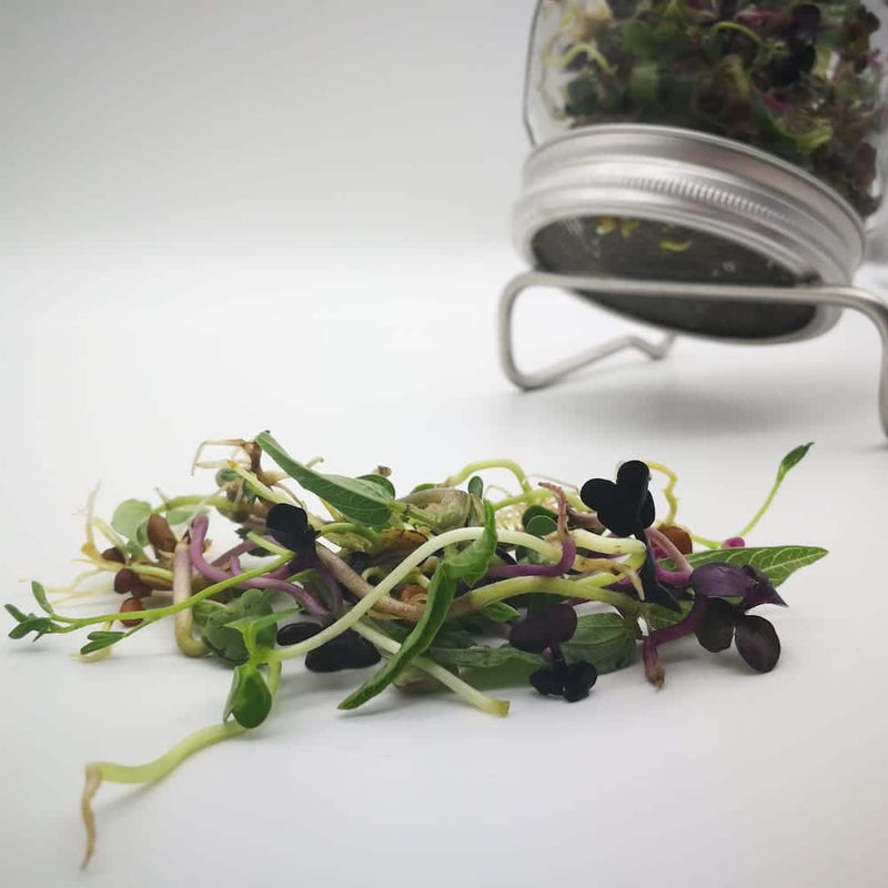 Bio-Sprossenmix Salat | 50g