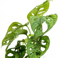 Monkey leaf Blätter