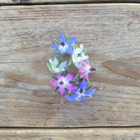 Weiße und blaue Borretsch Blüten auf einem Holztisch
