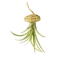 Tillandsie Capitata (Luftpflanze) hängend in einer Seeigel Schale