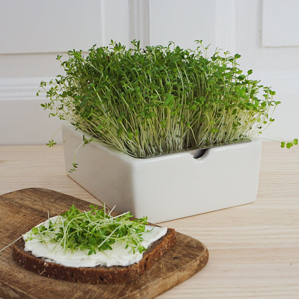 Microgreens auf Brot