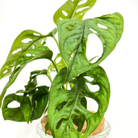 Monstera adansonii, Monkey leaf Blätter