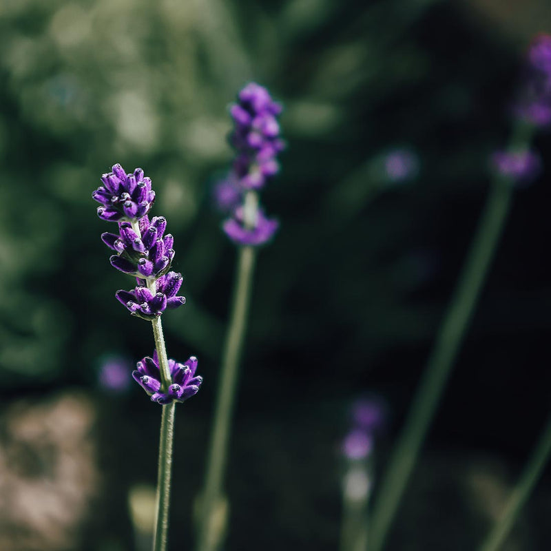 Lavendel | Lavandula officinalis