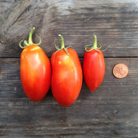 Drei San Marzano Tomaten auf einem Holztisch und einem 5 Cent Stück